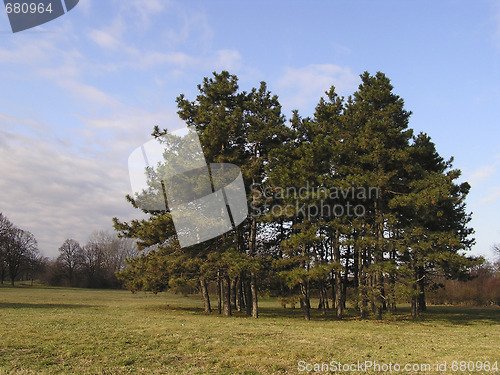 Image of Pine Trees