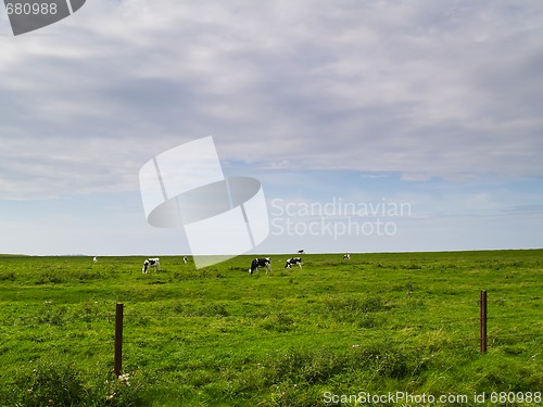 Image of cows on pasture in northern germany