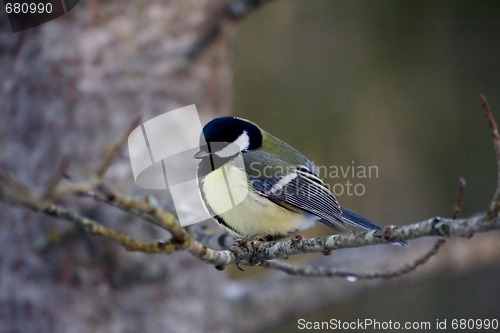 Image of Great tit