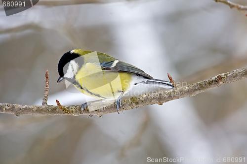 Image of Great tit