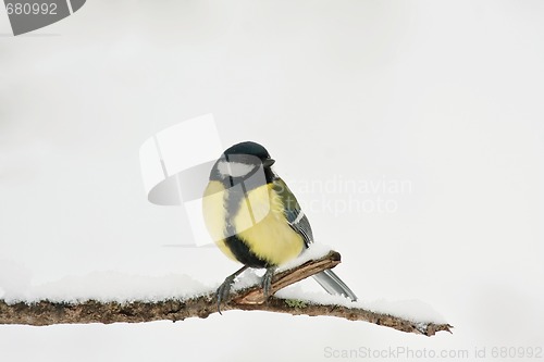 Image of Great tit