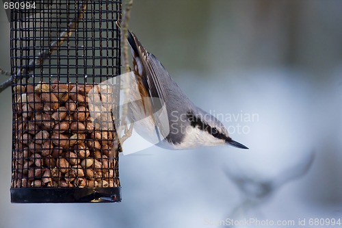 Image of nuthatch