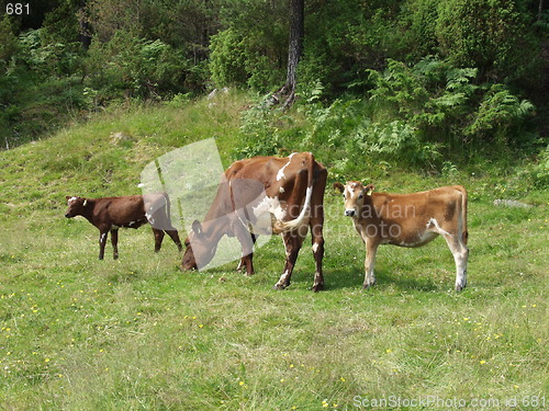 Image of Cow and calves