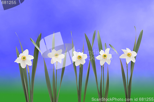 Image of Daffodils over blue background