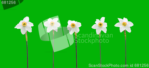 Image of Daffodils over green background