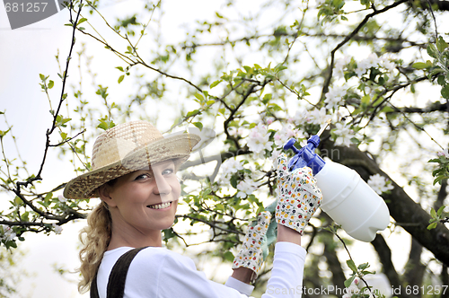 Image of Young woman spraying apple tree