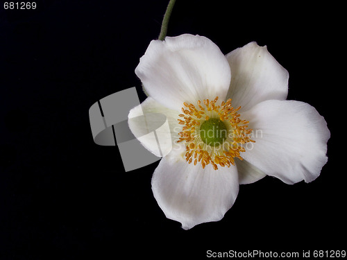 Image of white flower