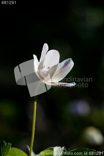 Image of wood anemone