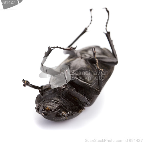 Image of dead bug