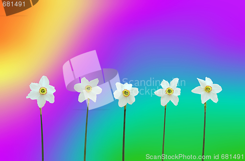 Image of Daffodils over rainbow-colored background