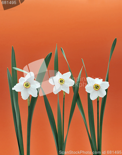 Image of Daffodils over orange background