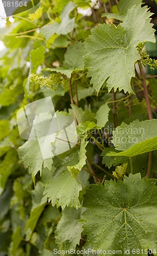 Image of grape vine leaves
