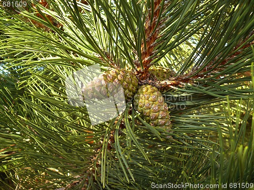 Image of pine with cones