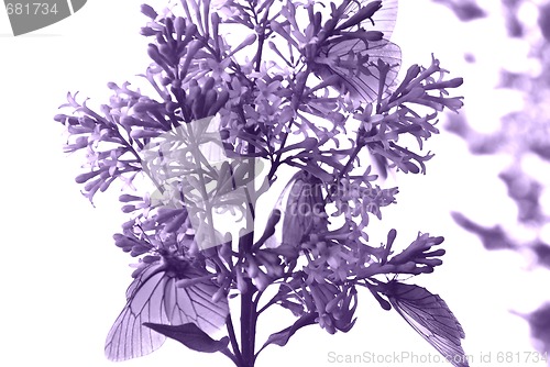 Image of lilac and butterfly