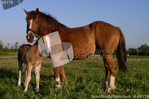 Image of Horses