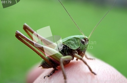 Image of Grasshopper