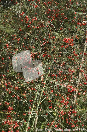 Image of Red Berries