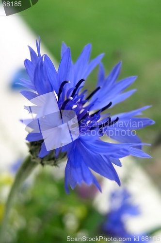 Image of Cornflower