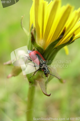Image of Bug on a Dandelion