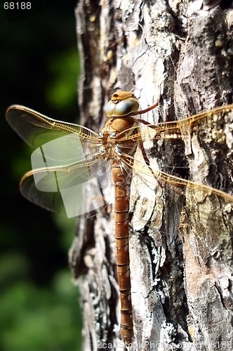 Image of Dragonfly