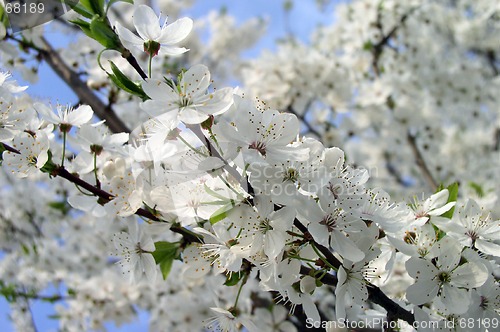 Image of Blossom