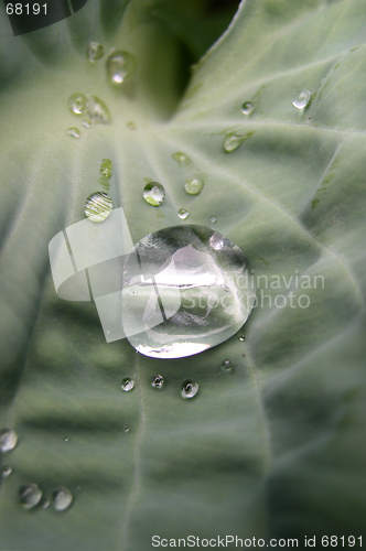 Image of Rain Drops