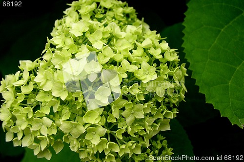 Image of Green Plant