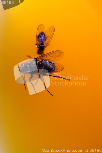 Image of Flies