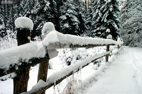 Image of Winter in the Wood