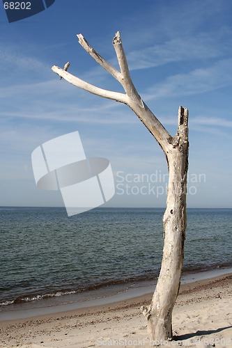 Image of Tree at the Beach