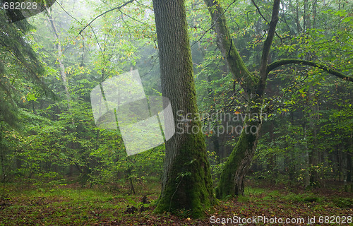 Image of Old oak and hornbeam