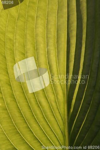 Image of Leaf in the Sun