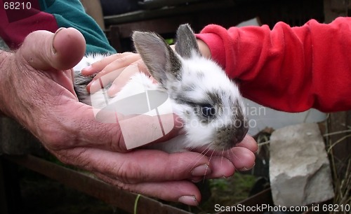 Image of Rabbit and People