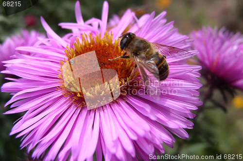 Image of Bee on a Flower