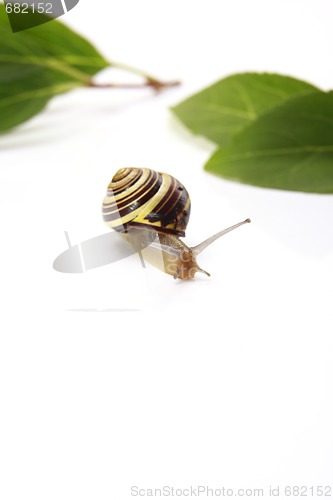 Image of snail and leafs