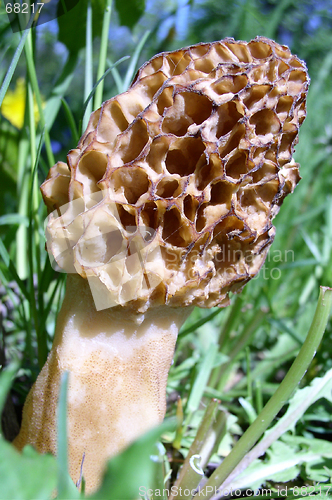 Image of Mushroom