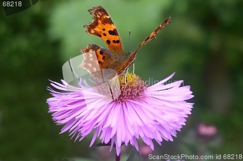 Image of Butterfly on a Flower