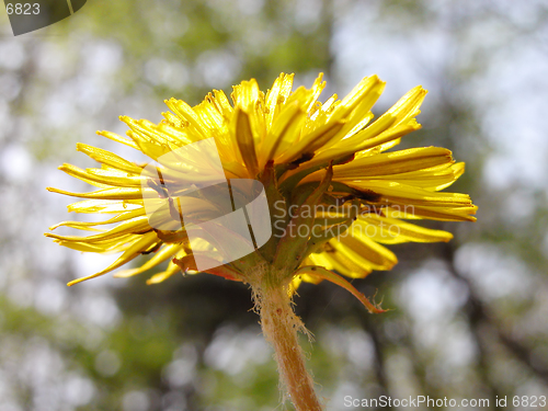 Image of  A view under a dandelion in a forest
