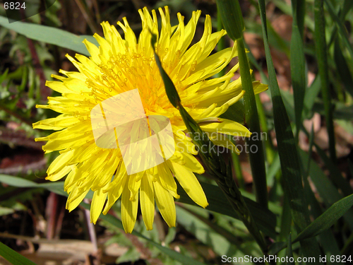 Image of  Dandelion in a grass field-close-up