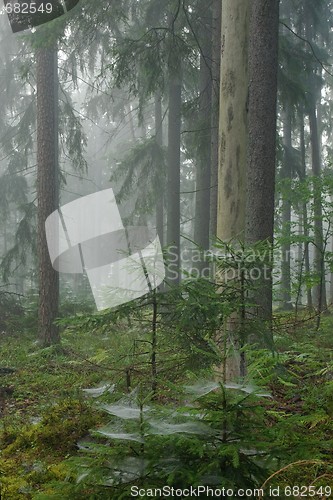 Image of Misty late summer in coniferous stand