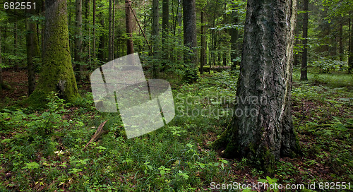 Image of Stand of Bialowieza Forest Landscape Reserve with old birch tree in foreground