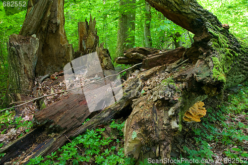 Image of Fallen old oak laying on forest bottom