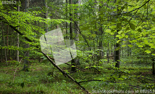 Image of Tree branches