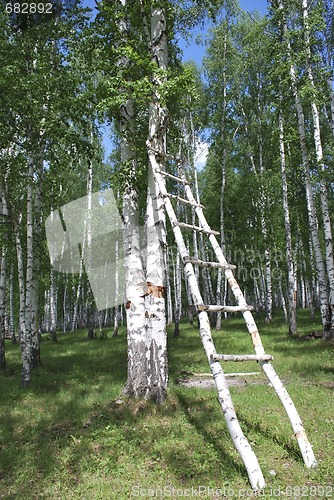 Image of stairway in forest
