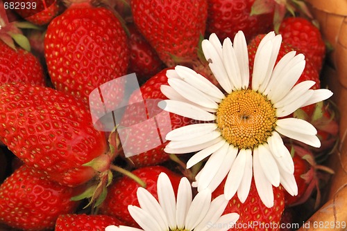 Image of basket of the strawberries