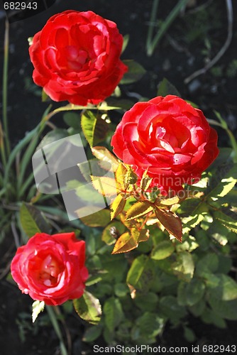 Image of roses