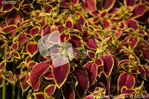 Image of Plant
