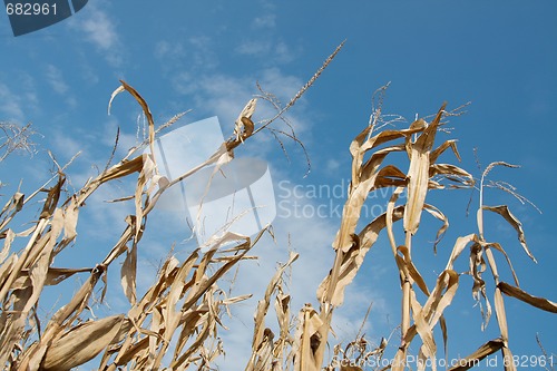 Image of Corn