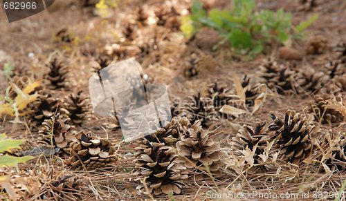 Image of Cones