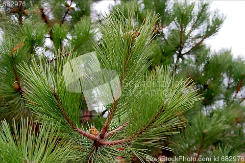 Image of Pine